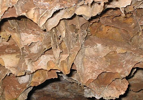 Reddish-brown honeycomb fins of boxwork calcite standing out from a cave ceiling at Wind Cave National Park.
