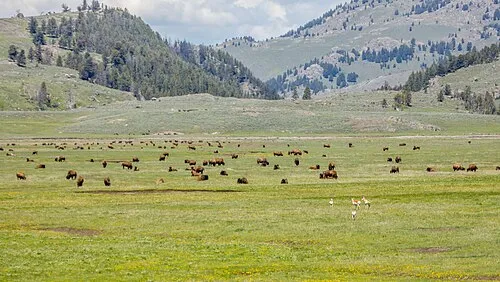 Bison and pronghorn grazing on the open grass of Lamar Valley, with sage flats and low hills behind them.