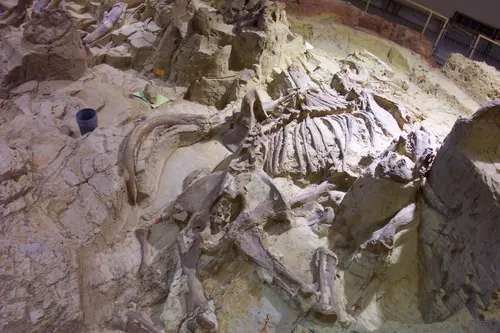 The excavated sinkhole at The Mammoth Site under its building, with the articulated skeleton of a male Columbian mammoth in the bone-filled matrix