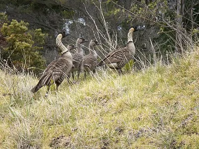 Nēnē, the endangered Hawaiian goose, in native shrubland of the kind seen on the Hosmer Grove bird-viewing loop.
