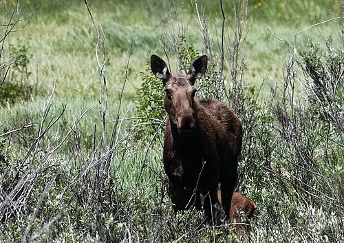 A cow moose and her calf in the willows on the park's west side, the kind of pair that fed around the campground outside Grand Lake.