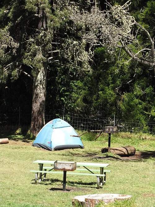 A tent on a Hosmer Grove campsite with the bear-proof food locker on its post, the grill, the picnic table and the log curb, under mature Cryptomeria and eucalyptus