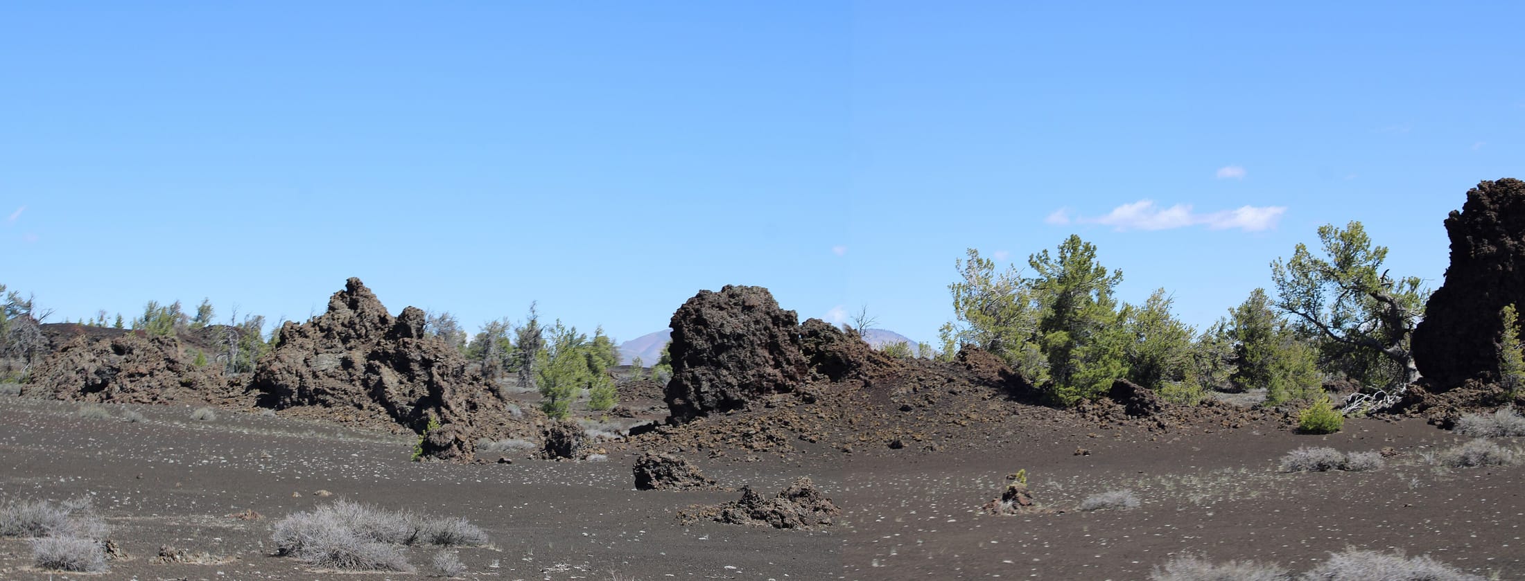 Broken black lava blocks and low limber pines standing on an open cinder field, with a cinder cone on the horizon under a clear sky.