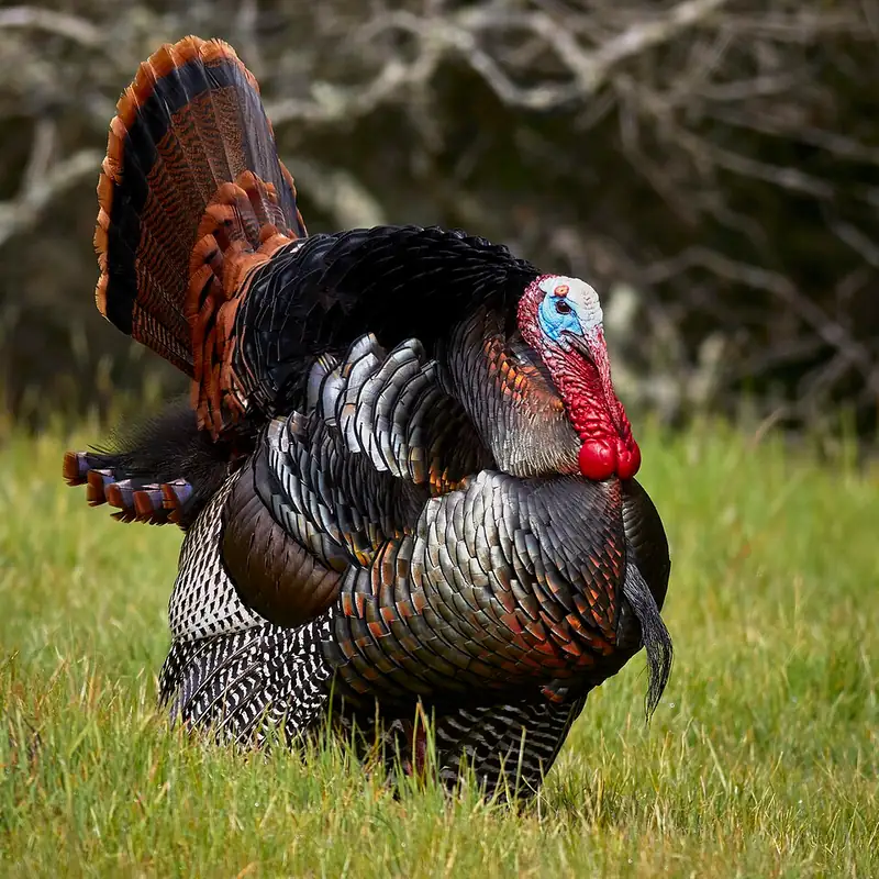 A male wild turkey in full strut on green grass, tail feathers fanned, wings dropped, with a red and blue bare head.