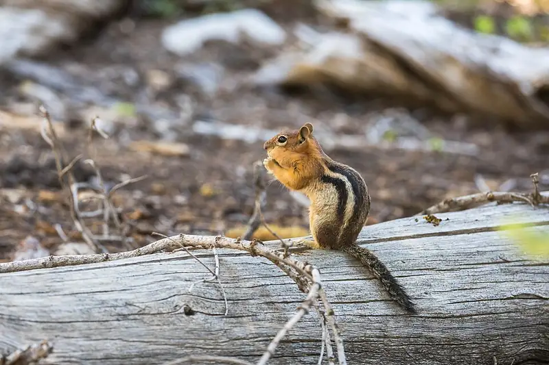 A small striped ground squirrel with a golden head sitting on a rock at Crater Lake.