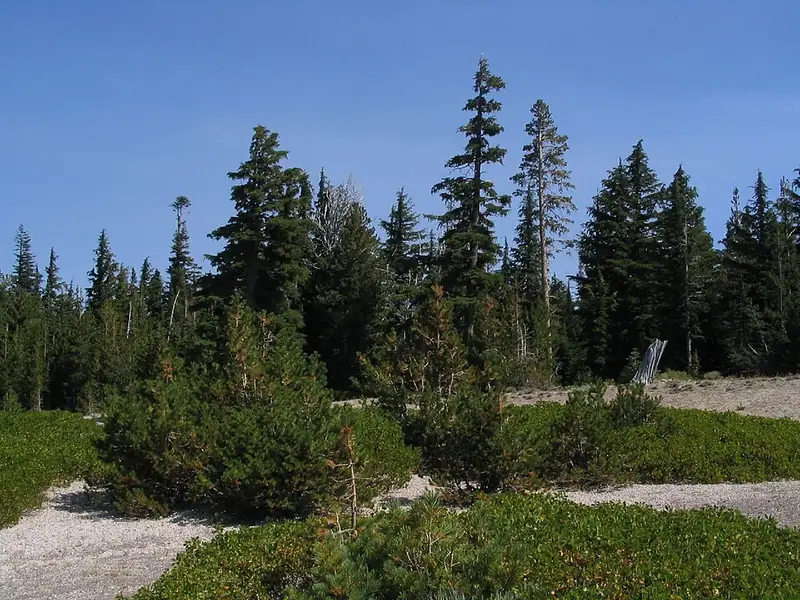 A twisted, weather-beaten whitebark pine growing on a rocky slope near the lake rim.