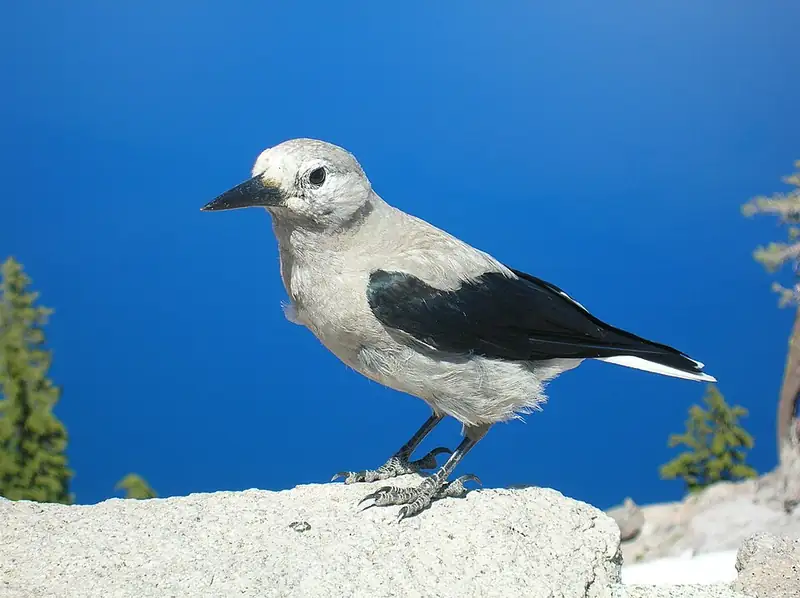 A gray and black Clark's nutcracker perched on a pine branch at Crater Lake.