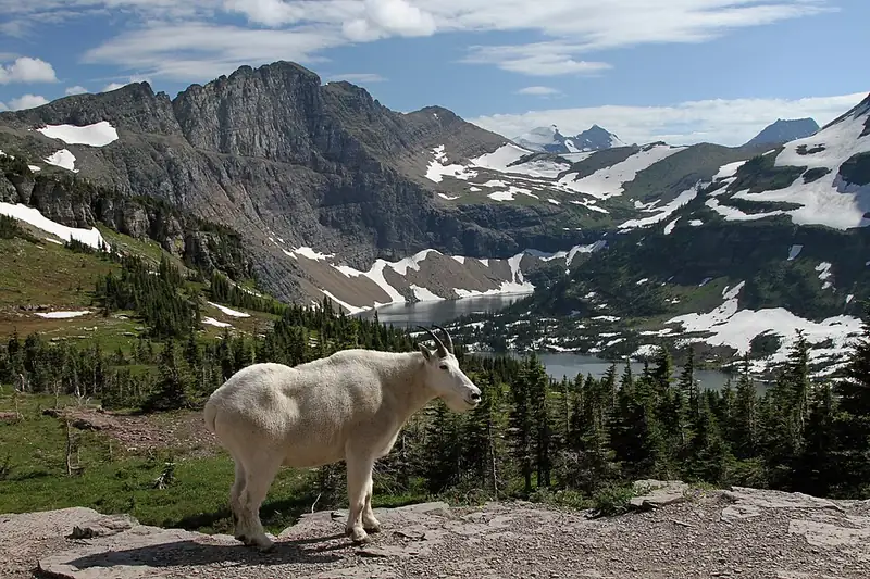 A white mountain goat standing on a rock ledge near Logan Pass.