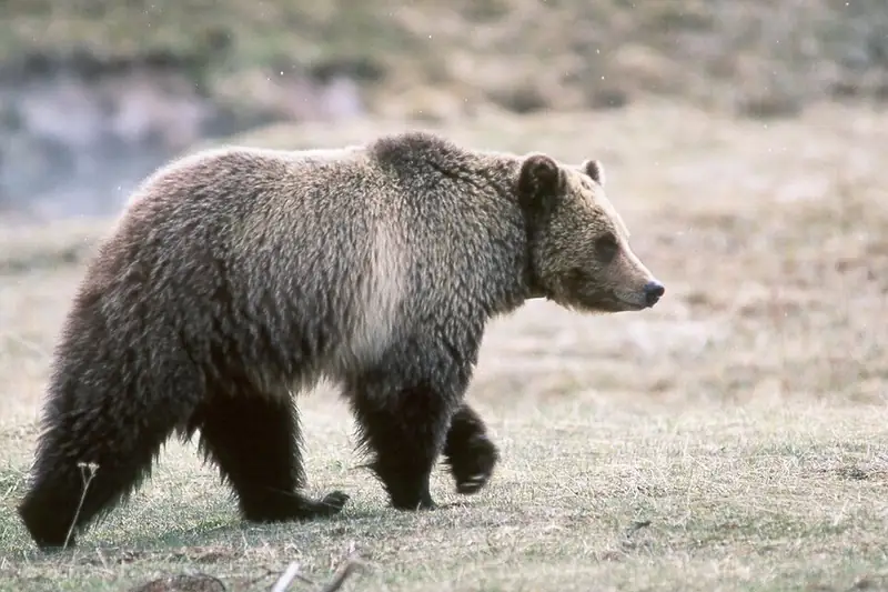 A grizzly bear walking through open meadow in Glacier National Park.
