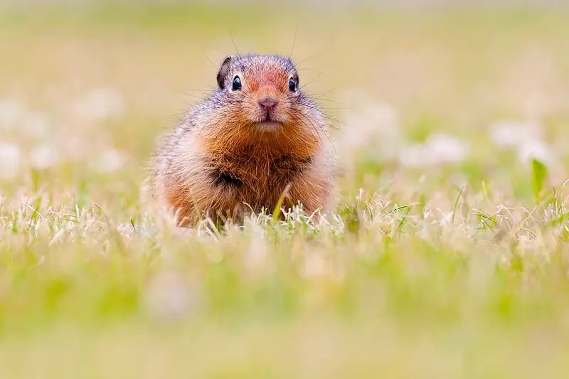 A Columbian ground squirrel standing upright at the entrance to its burrow in a meadow.