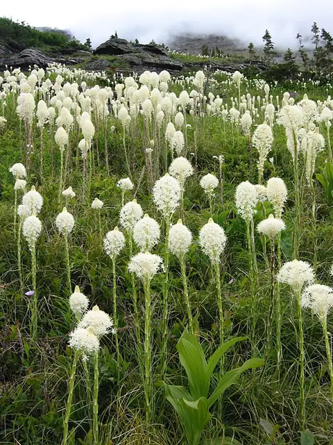 Tall white beargrass flower stalks in a subalpine meadow with mountains behind.