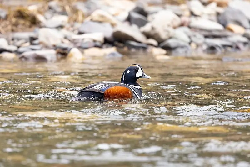 A male harlequin duck with chestnut sides and white bars standing on a rock in fast water.