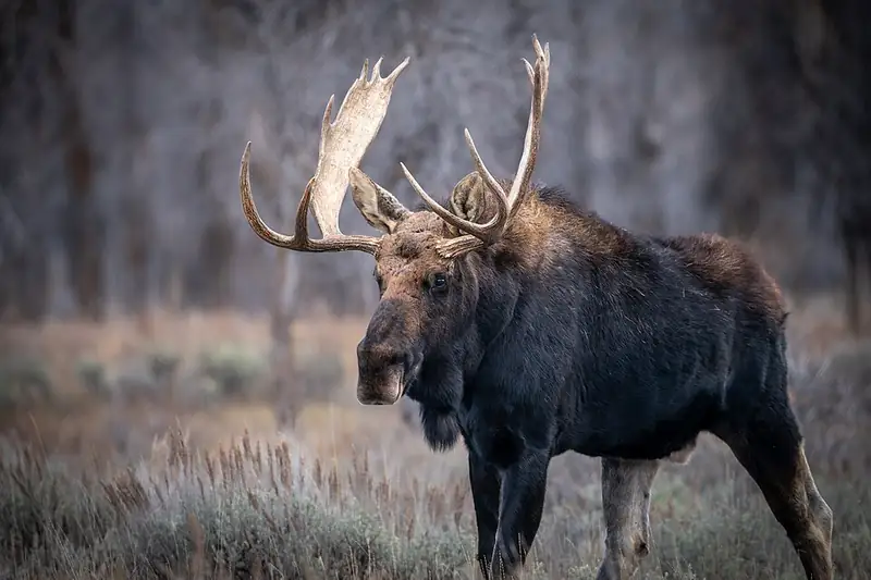 A bull moose in dry sagebrush turning its head, with one broad palmate antler catching the light and a bare cottonwood stand behind.