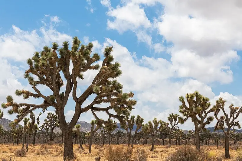Many Joshua trees spread across dry ground in the high Mojave Desert under a partly cloudy sky.