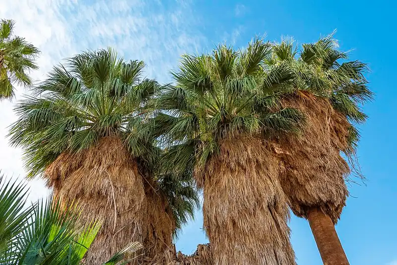 Tall California fan palm trees with wide fan-shaped leaves growing close together at the Oasis of Mara.