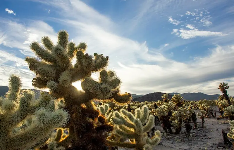A teddy bear cholla cactus covered in dense, pale spines that look fuzzy in the sunlight.