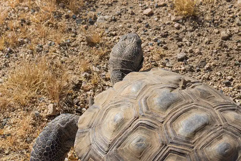 A desert tortoise with a domed brown shell and thick scaly legs standing on sandy desert ground.