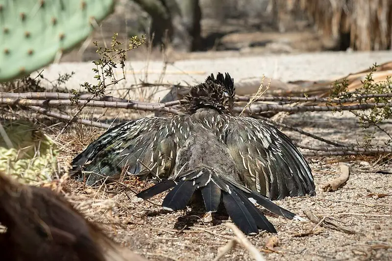 A greater roadrunner with a long tail and a spiky crest standing on the ground in the desert.