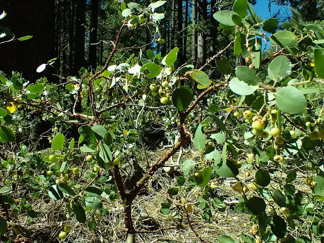 A manzanita shrub with smooth reddish branches and green oval leaves.