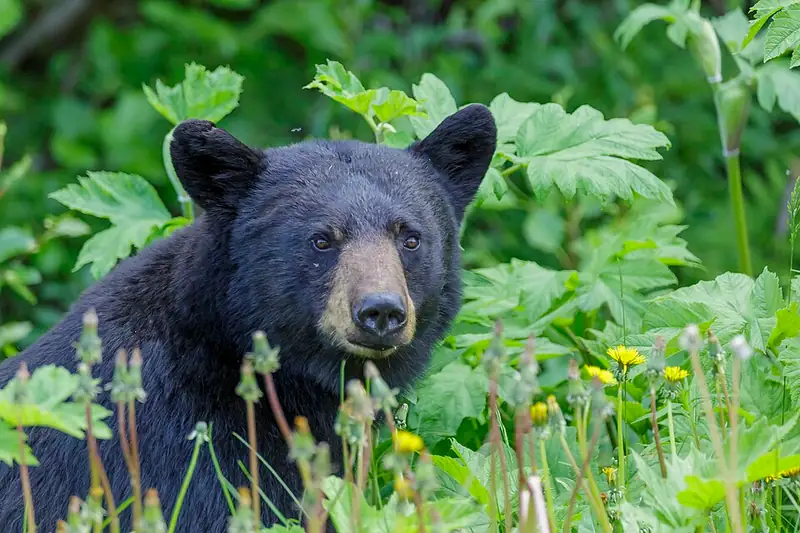 A black bear stands in a grassy clearing at the edge of a forest.