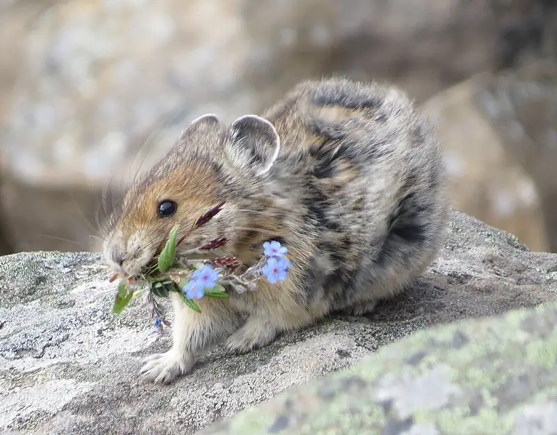 A small round pika sits on a rock with a mouthful of flowers.