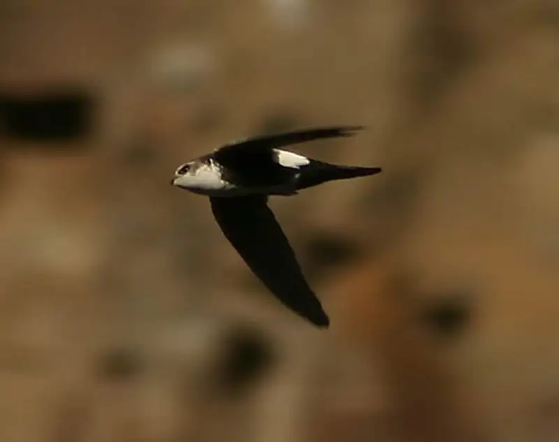 A slim black and white swift flying with long pointed wings spread wide against a pale sky.