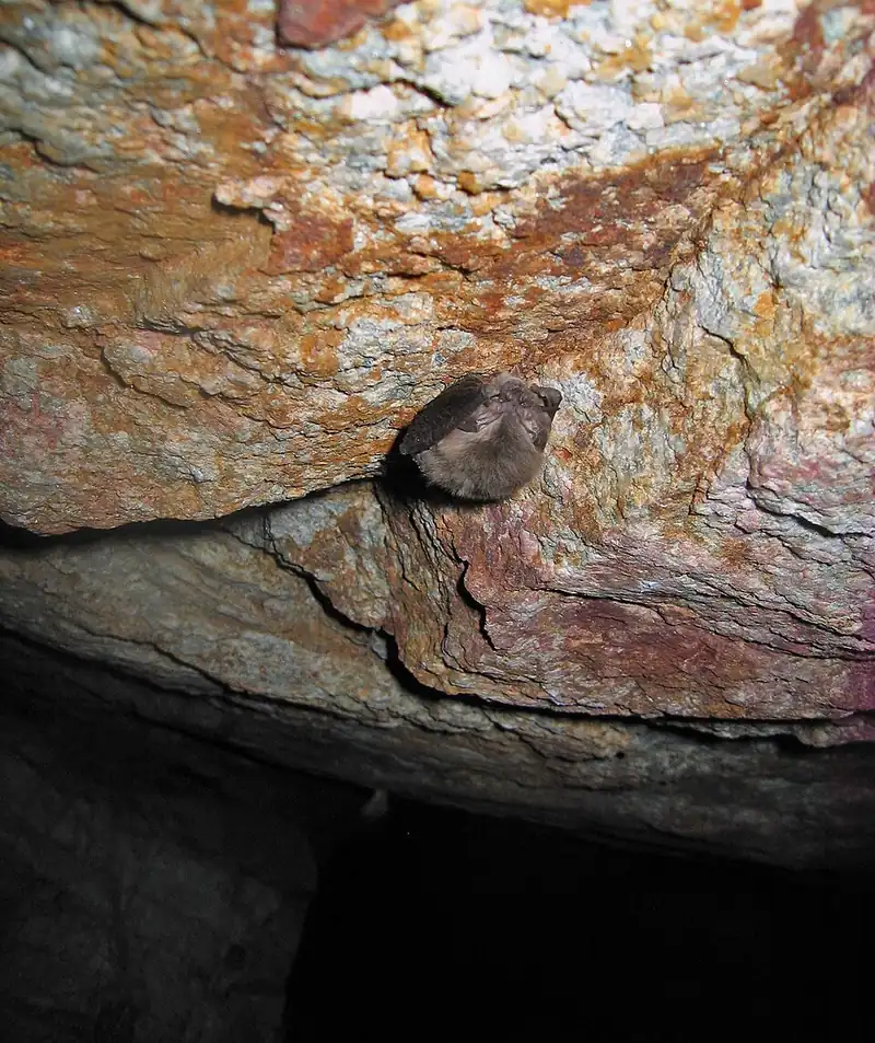 A small brown Townsend's big-eared bat with very large ears curled up on rock.