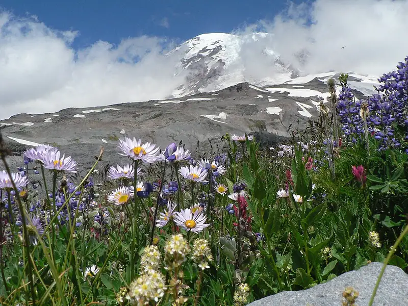 A meadow of wildflowers at Paradise with Mount Rainier rising behind.