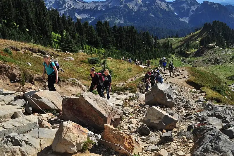 A trail winding through high subalpine meadows below Mount Rainier on the Skyline Trail.