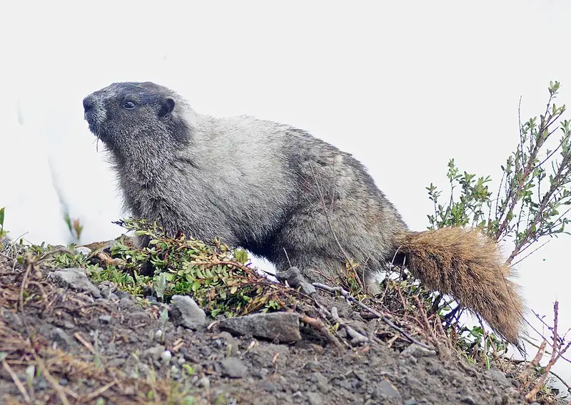 A hoary marmot with grizzled gray fur sitting among rocks at Mount Rainier.