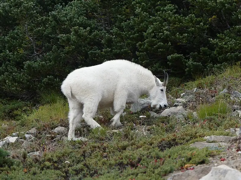 A white mountain goat standing on a rocky slope at Mount Rainier.