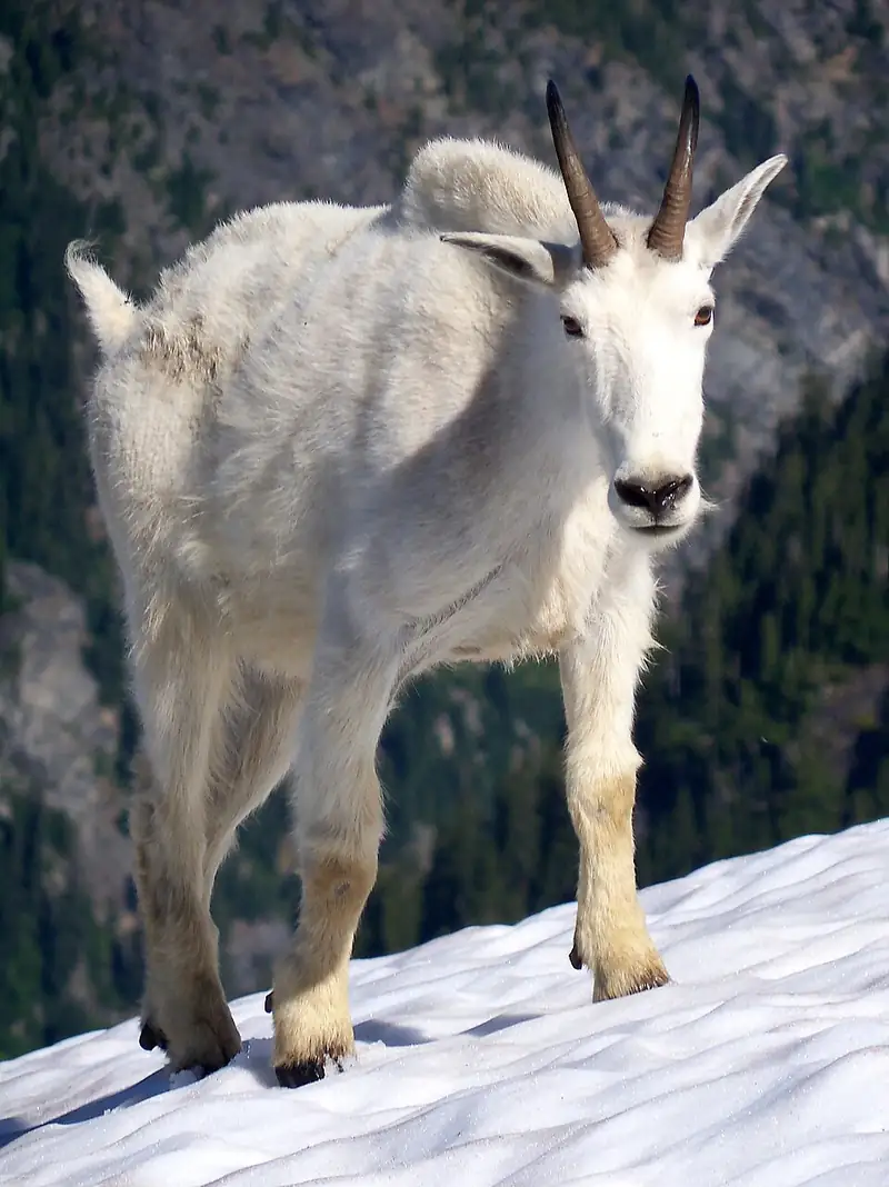 A white mountain goat standing on a snow slope in North Cascades National Park.