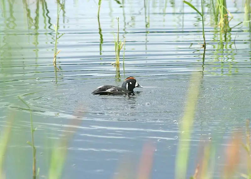 A male harlequin duck with slate blue feathers, white bars, and chestnut sides standing on a wet rock.