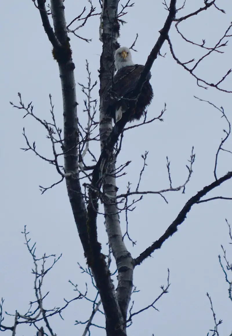 A bald eagle perched in a bare tree above the Skagit River near Marblemount.