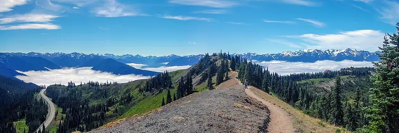 Subalpine meadow and the snow-streaked Olympic Mountains seen from Hurricane Ridge.