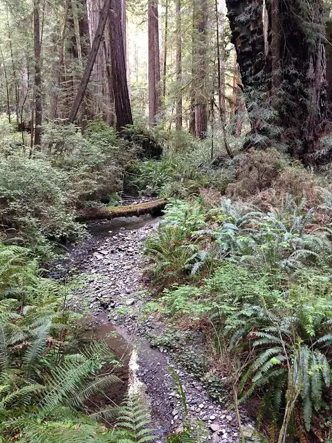 A clear creek winding through an old redwood forest with huge trunks, ferns, and fallen logs.