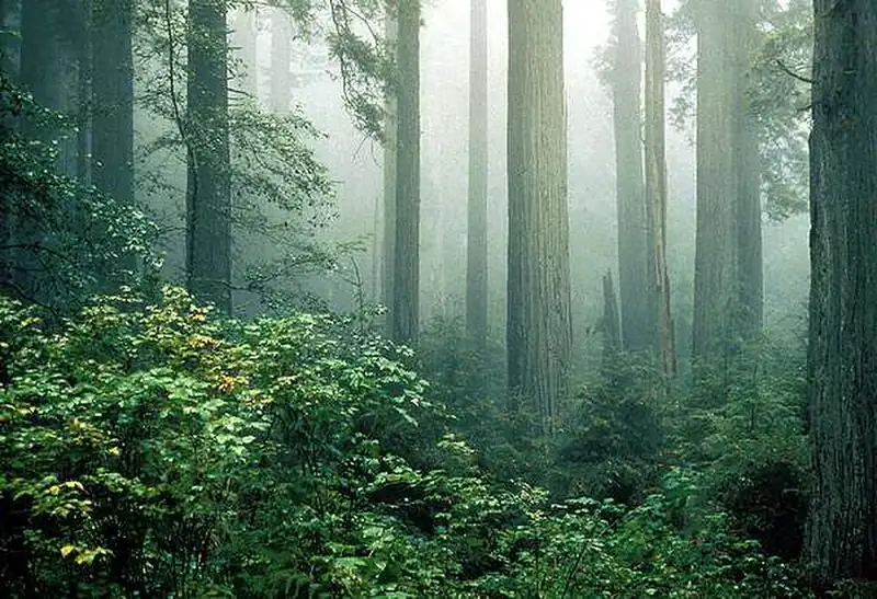 Gray fog drifting between tall redwood trees in the forest.