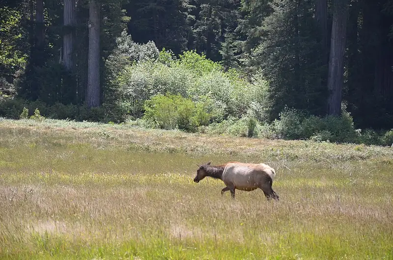 A herd of Roosevelt elk standing and grazing in an open green field.