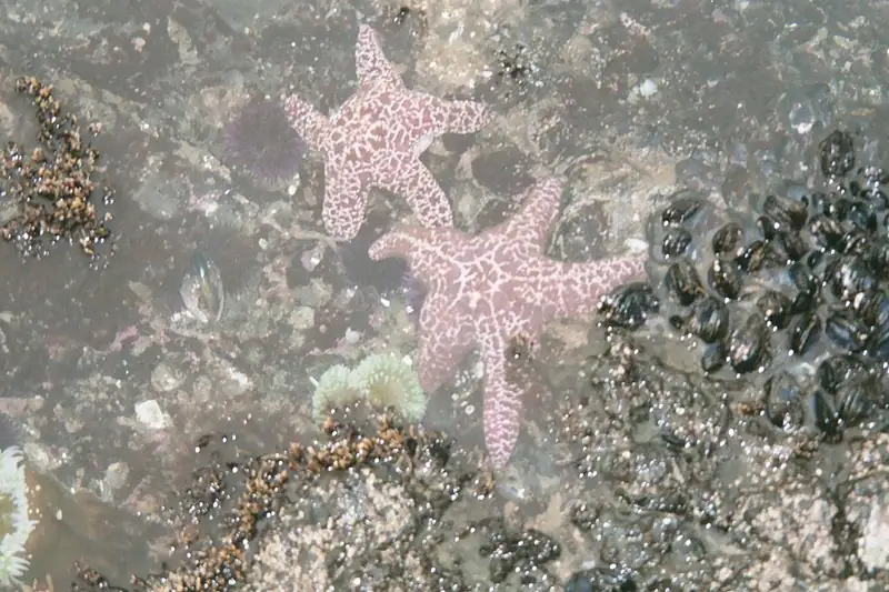 Purple and orange sea stars clustered on wet rocks in a coastal tide pool.