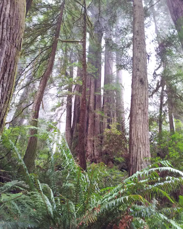 Tall redwood trunks in fog rising above a thick carpet of green sword ferns on the forest floor.