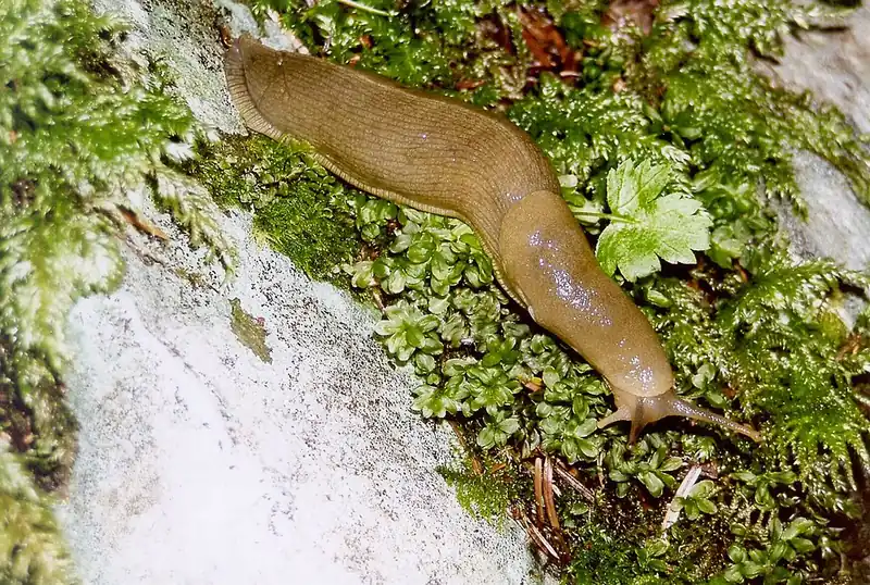 A bright yellow banana slug crawling across green moss and leaves on a damp forest floor.