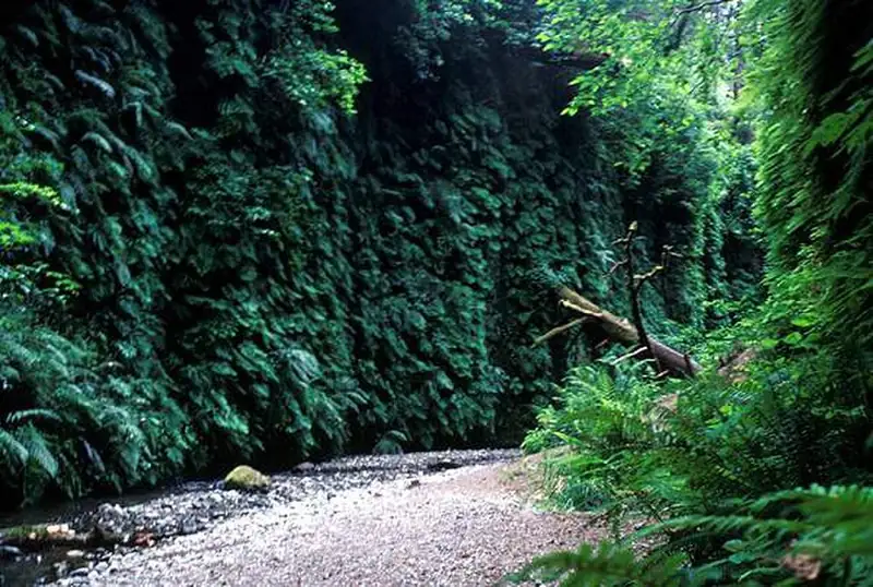 A narrow canyon with tall rock walls covered in green ferns and a shallow creek on the ground.