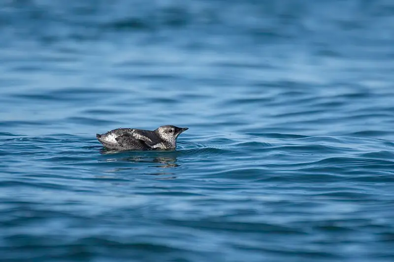 A small brown and white seabird, the marbled murrelet, floating on the water.