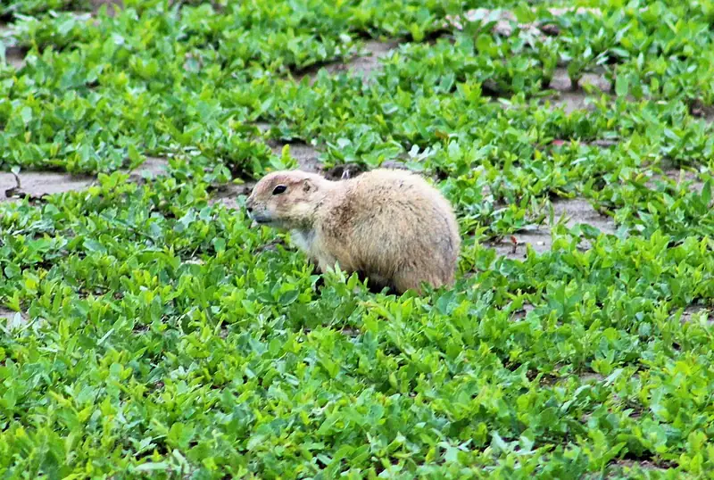 A black-tailed prairie dog feeding among low green plants at Theodore Roosevelt National Park.