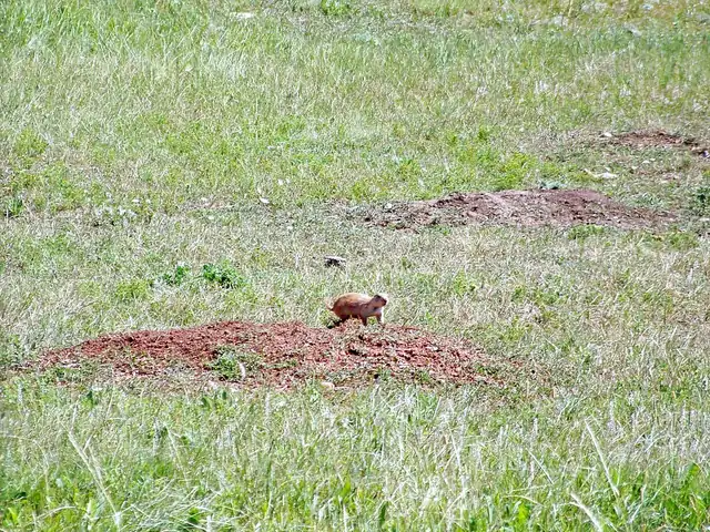 A black-tailed prairie dog sitting upright on a mound of bare dirt at Wind Cave National Park.