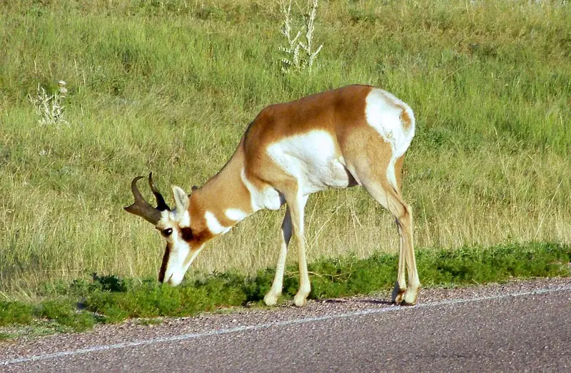 A pronghorn buck standing in short prairie grass at Wind Cave National Park, its two pronged horns and black cheek patch visible.