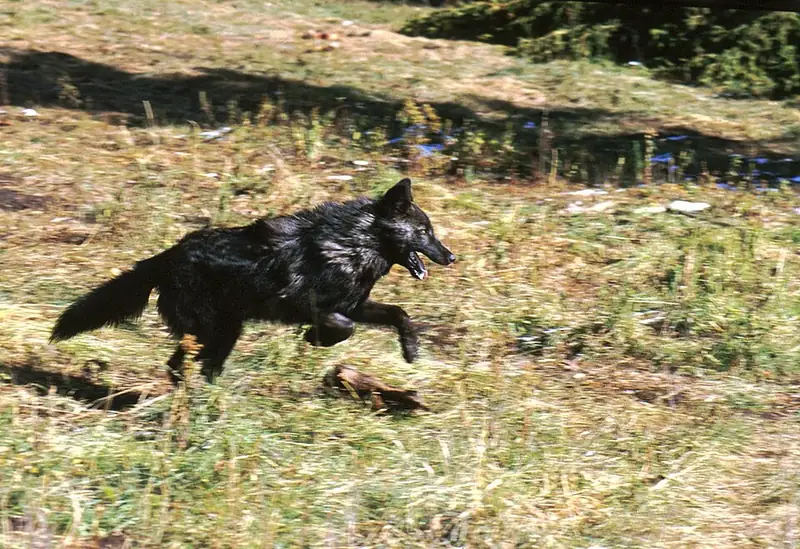 A black wolf running across dry grass in Yellowstone National Park.