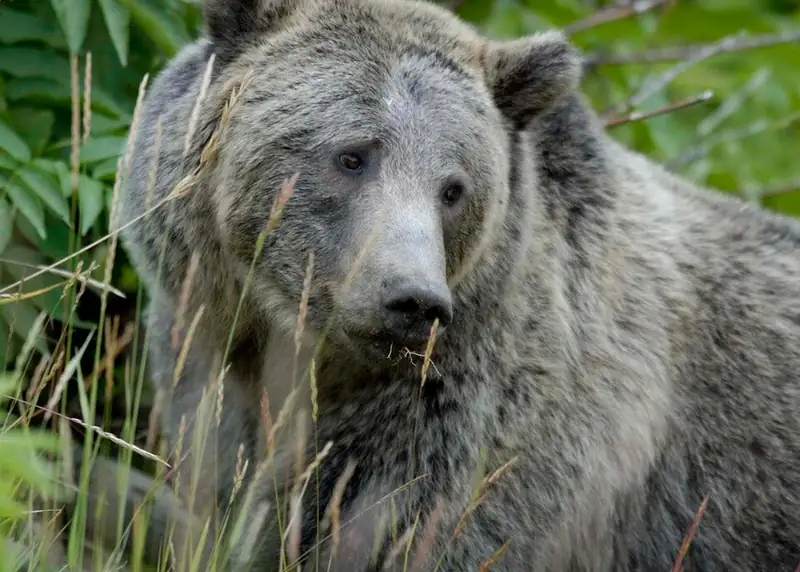 Close view of a grizzly bear's face and shoulders in tall grass.