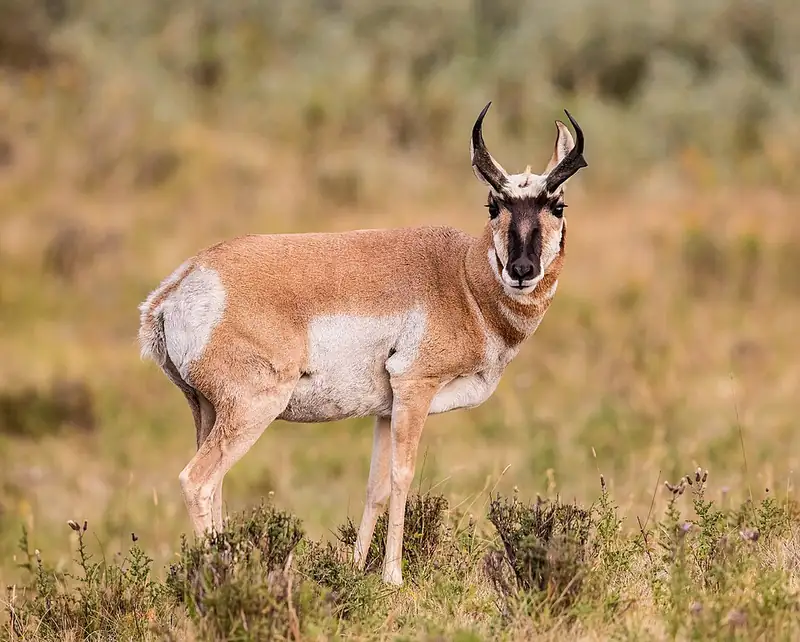 A pronghorn buck standing in grass in the Lamar Valley, with black horns and a white patch on its side.
