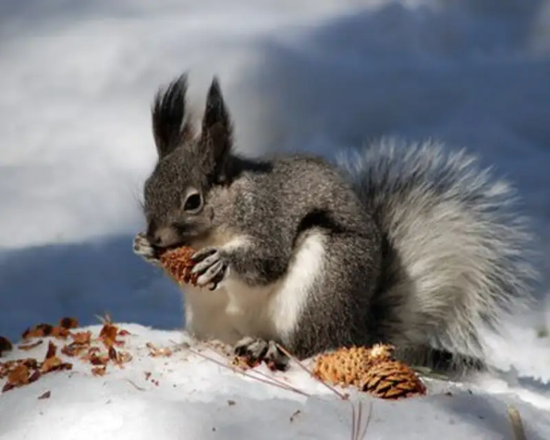 An Abert's squirrel holding a ponderosa pine cone.